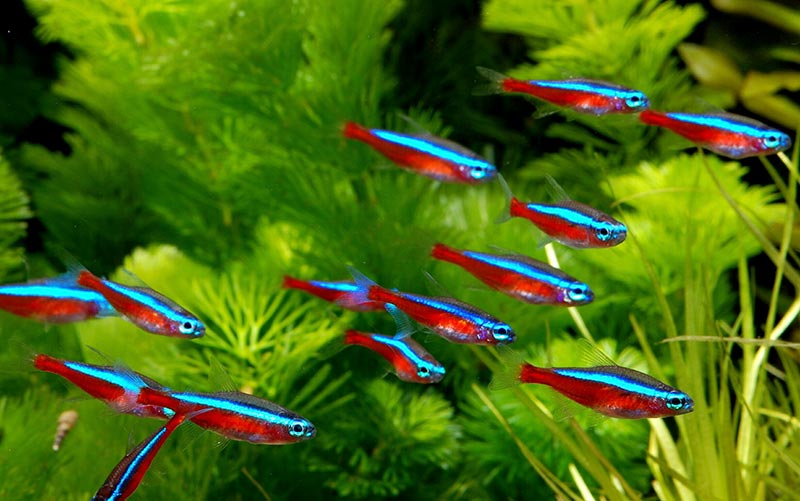 Tổng quan đặc điểm và cách chăm sóc Cá Neon bạn cần biết